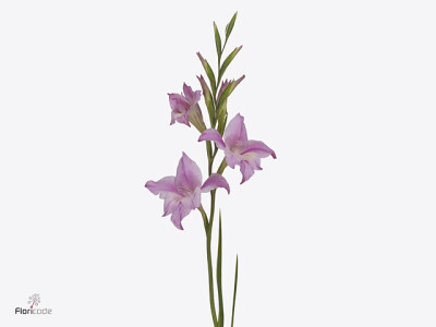 Gladiolus tubergenii 'Charming Lady'