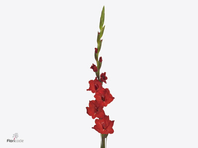 Gladiolus (Large-flowered Grp) 'Ile de France'