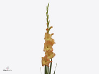 Gladiolus (Large-flowered Grp) 'Avicii'