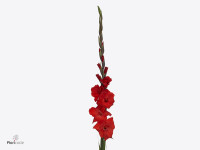 Gladiolus (Large-flowered Grp) 'Bunga'