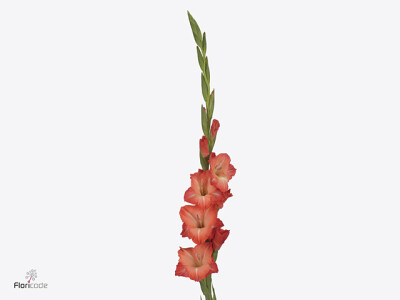 Gladiolus (Large-flowered Grp) 'Stormy'