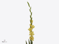 Gladiolus (Large-flowered Grp) 'Bra Val'