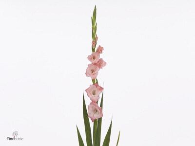 Gladiolus (Large-flowered Grp) 'Louise'