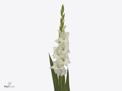 Gladiolus (Large-flowered Grp) 'Snowdance'