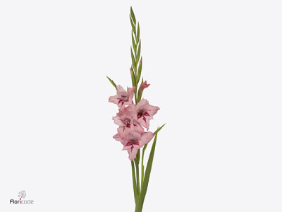 Gladiolus nanus 'Summer Love'