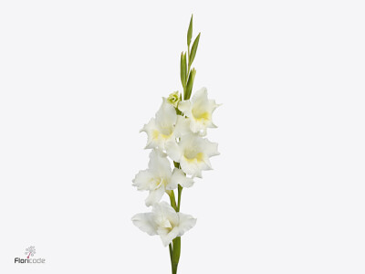 Gladiolus nanus 'Summer Bride'