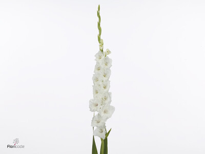 Gladiolus (Large-flowered Grp) 'Flevo Snow'