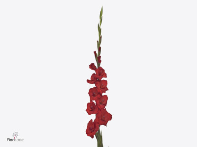 Gladiolus (Large-flowered Grp) 'Elis'