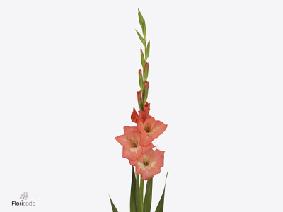 Gladiolus (Small-flowered Grp) Gladdies Lia