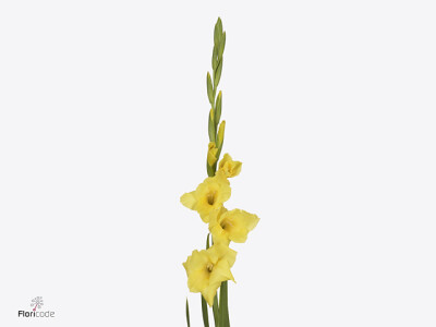 Gladiolus (Small-flowered Grp) Gladdies Luna