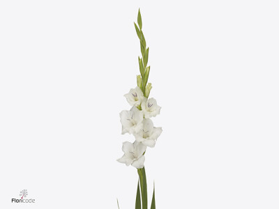 Gladiolus (Small-flowered Grp) Gladdies Blondy