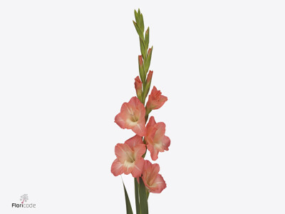 Gladiolus (Small-flowered Grp) Gladdies Jenny