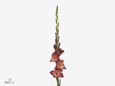 Gladiolus (Large-flowered Grp) 'Ocaso'