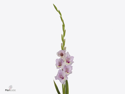 Gladiolus (Large-flowered Grp) 'Zamora'