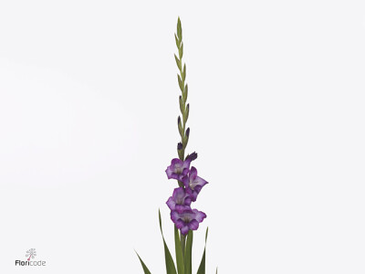 Gladiolus (Large-flowered Grp) Gladdies Kim