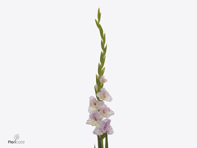 Gladiolus (Large-flowered Grp) Flamencos Magenta Princess