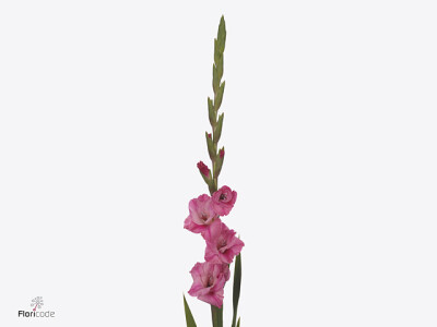 Gladiolus (Large-flowered Grp) 'Pink Bliss'