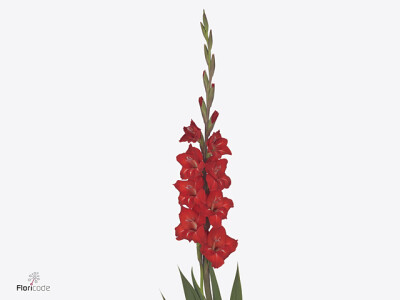 Gladiolus (Small-flowered Grp) Gladdies Peter