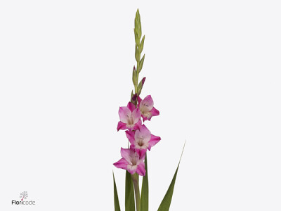 Gladiolus (Small-flowered Grp) Glamini Lizzy