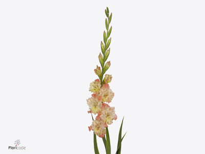 Gladiolus (Large-flowered Grp) Flamencos The Great Queen Elizabeth