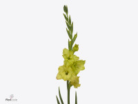 Gladiolus (Large-flowered Grp) 'Blitz'