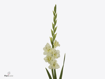 Gladiolus (Large-flowered Grp) Flamencos Sweet Crystal