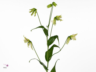 Gloriosa 'Lime'