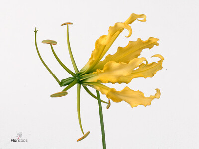 Gloriosa superba 'Lutea'