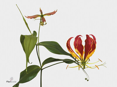 Gloriosa superba 'Rothschildiana'