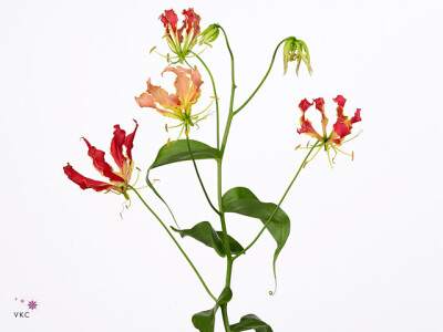 Gloriosa 'Southern Wind'