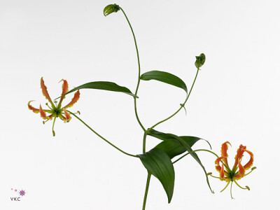 Gloriosa 'Sparkling Orange'