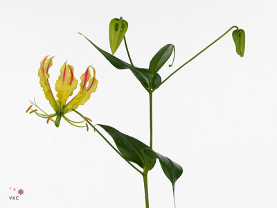 Gloriosa 'Sparkling Stripe'