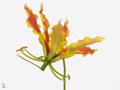 Gloriosa 'Twin Colour'