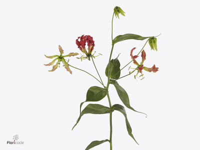 Gloriosa superba Simba Fifty Shades