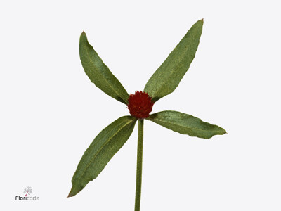 Gomphrena globosa 'Strawberry Fields'