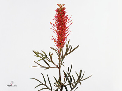 Grevillea 'Misty Red'