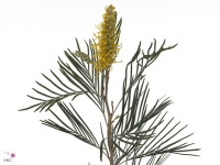Grevillea robusta 'Yellow Amit'