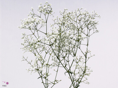 Gypsophila New Hope