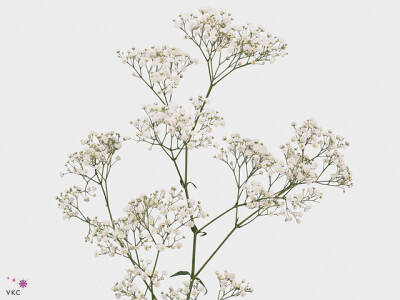 Gypsophila paniculata New Love