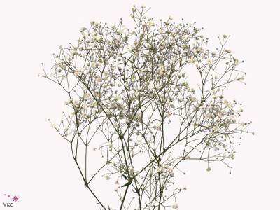 Gypsophila paniculata 'Hora'