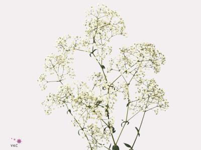 Gypsophila paniculata 'Blancanieves'