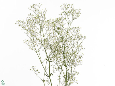 Gypsophila 'Gypso Queen'