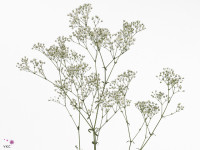 Gypsophila 'Gypso King'