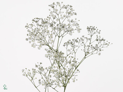 Gypsophila paniculata Overtime