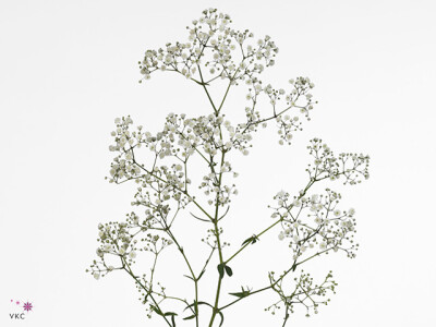 Gypsophila paniculata Galaxy Million Stars