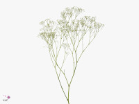 Gypsophila paniculata 'Pearl Blossom'