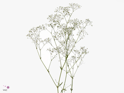 Gypsophila paniculata Xlence