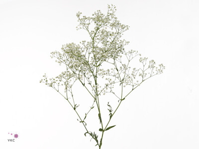 Gypsophila paniculata 'Noya'