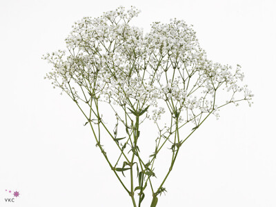 Gypsophila paniculata Beauty Bride