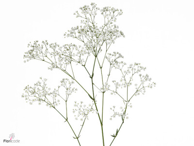 Gypsophila paniculata Zinzi Discovery